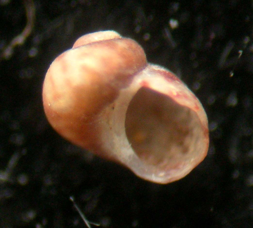 Tricolia landinii